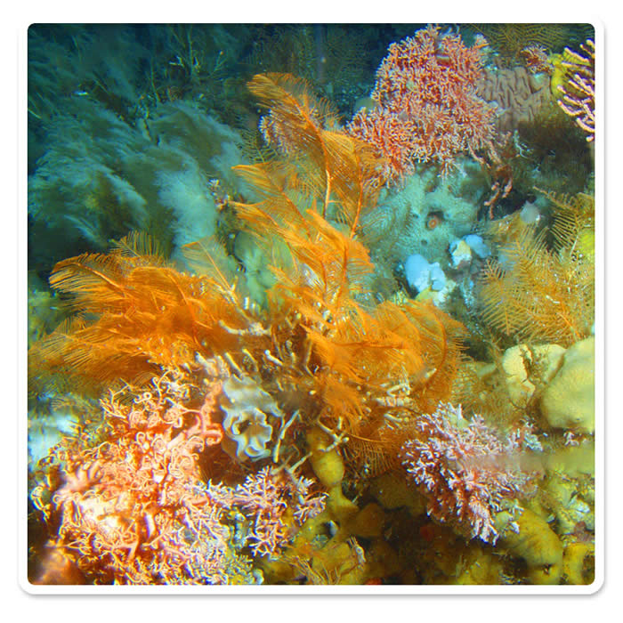 Octocoral garden, Aleutian Islands, Alaska (� Albert Lindner, NOAA).