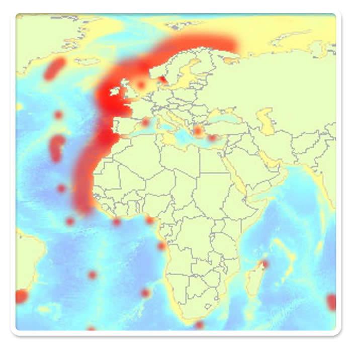 phelia pertusa recorded distribution (� Andrew Davies)