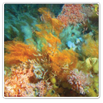 Diverse coral and sponge fauna recently discovered off the Aleutian Islands (� A. Lindner, NOAA Fisheries).