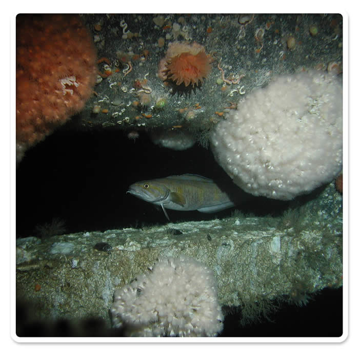The coral Lophelia pertusa on a North Sea oil rig (� Lundin Petroleum LTD).