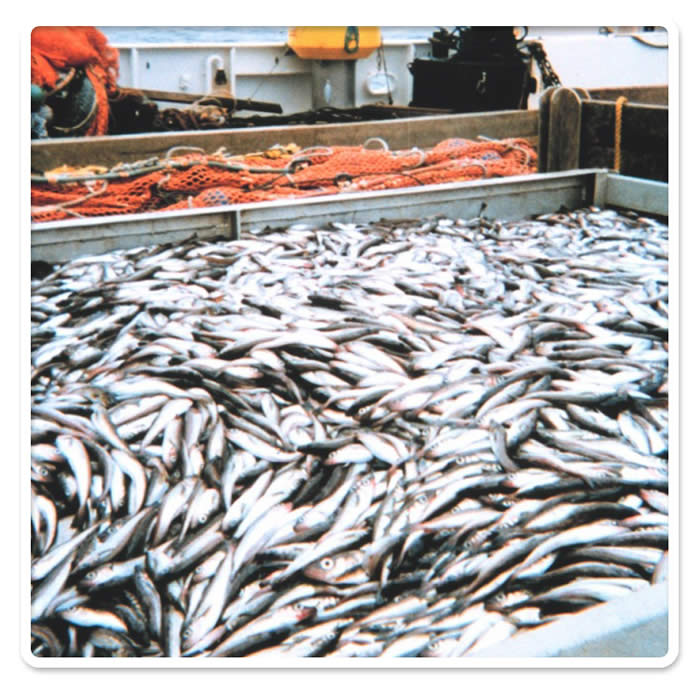Pollock caught during fish stock assessment surveys (� NOAA Photo Library).