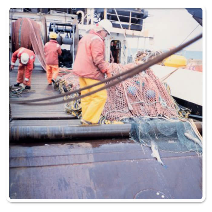Cod end of net on deck after trawl (� Allen M. Shimada, NMFS, NOAA Photo Lib).