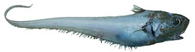Coryphaenoides rupestris (&copy; Garazo Fabregat, FishBase.org)